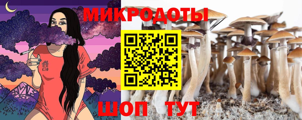 Курчалой  Галлюциногенные грибы MAGIC MUSHROOMS  где купить наркоту  Вход с VPN 